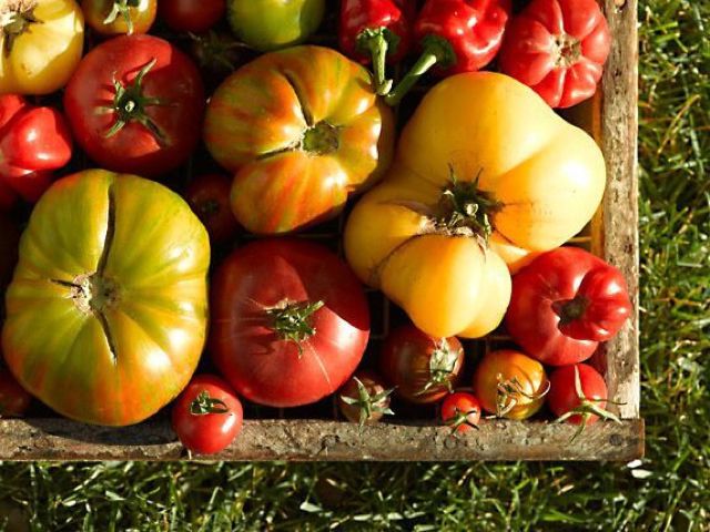 Tomatoes at Beltane Ranch
